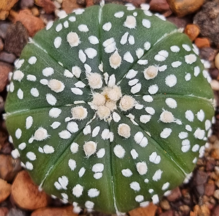 Astrophytum asterias cv. Superkabuto hybrid