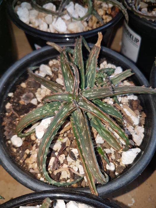 Aloe fleuretteana