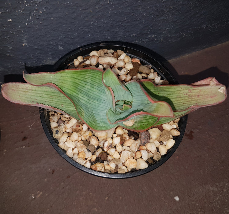 Aloe reynoldsii 