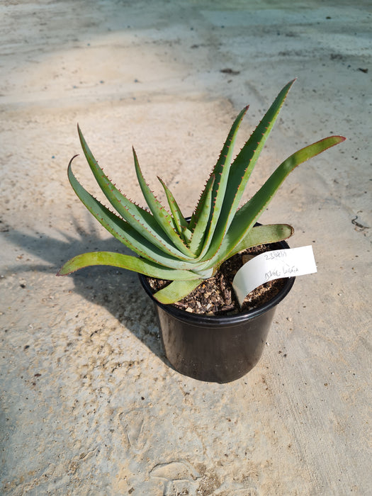 Aloe lineata