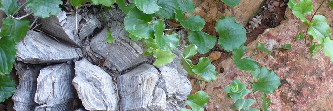 Caudiciform Plants