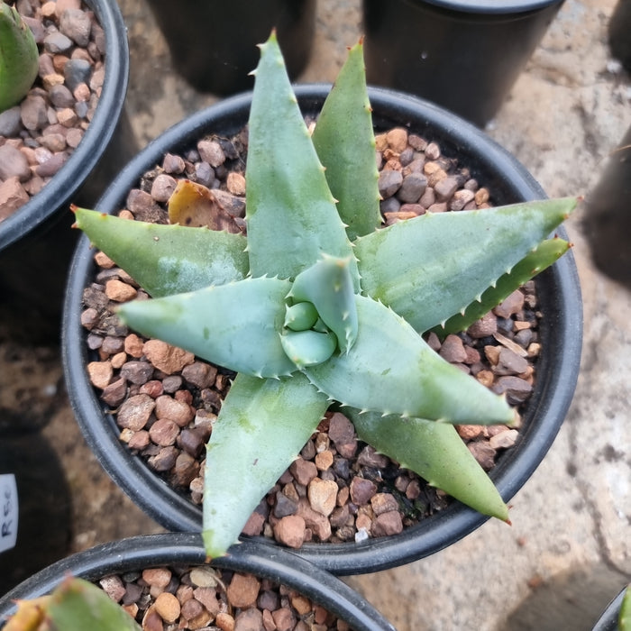 Aloe 'Don' (12cm pot)
