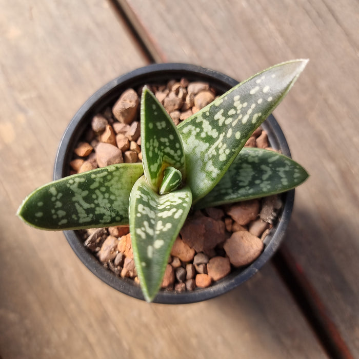 Gonialoe variegata (Previously Aloe variegata)