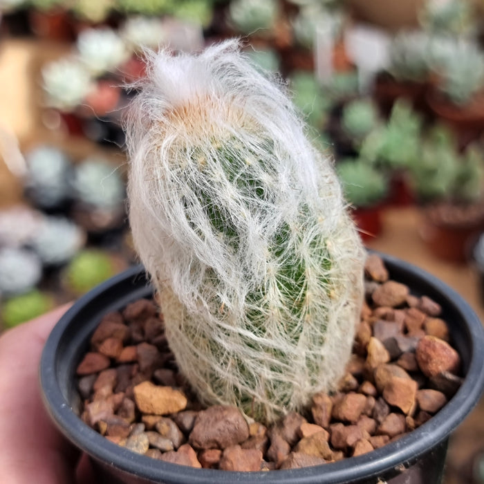 Espostoa nana (Dwarf Old Mans Beard Cactus)