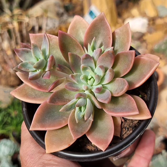 Graptoveria Water Lily