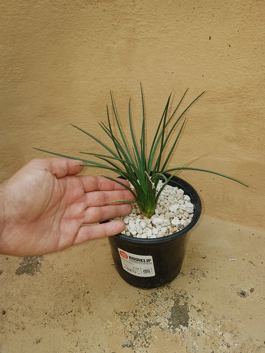 Aloe bowiea hybrid (Rooiklip Hybrid)