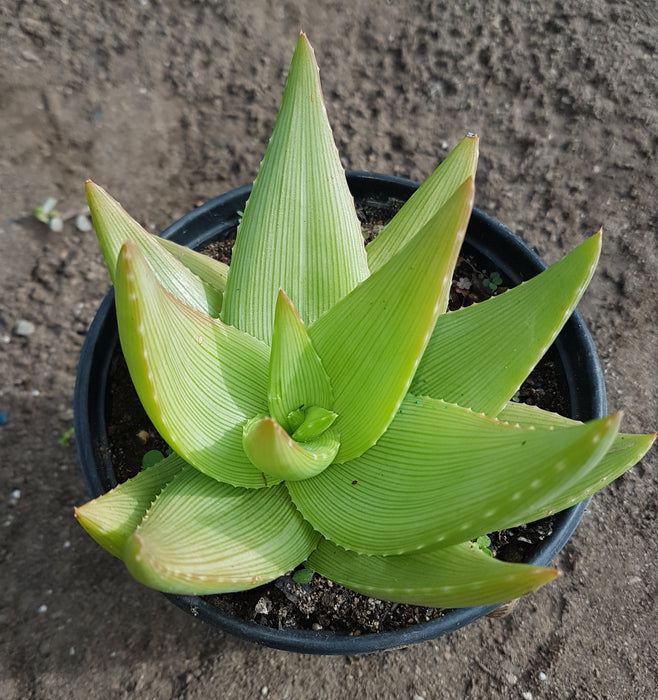 Aloe deltoideodonta var. fallax  (15cm pot)