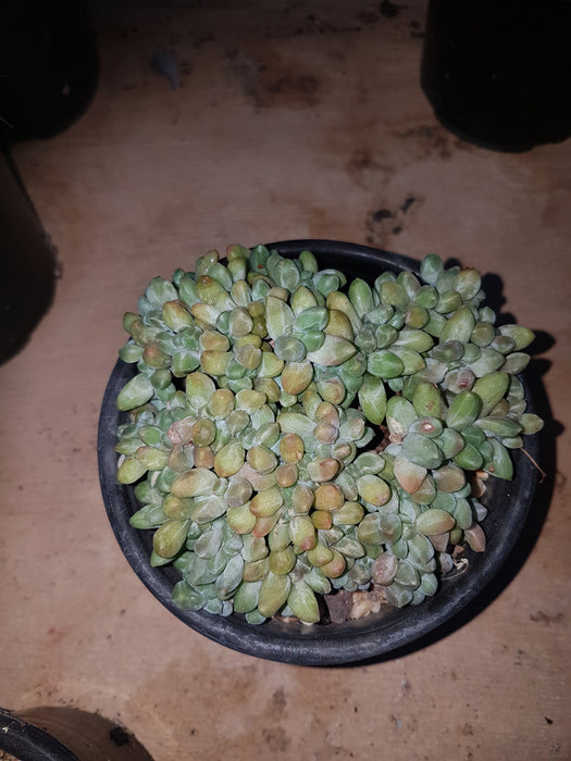Pachyphytum compactum cristata (12cm pot)