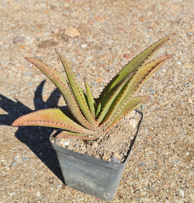 Aloe cryptopoda wickensii
