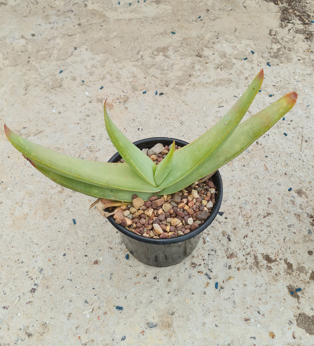 Aloe komaggasensis