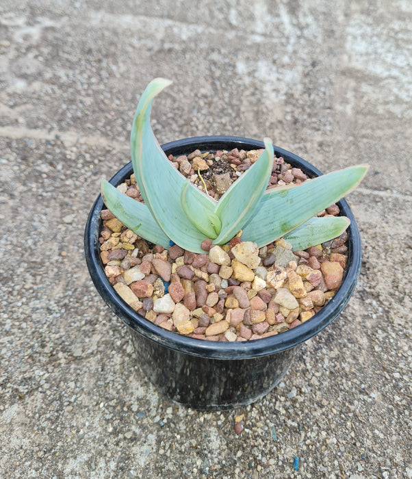 Aloe striata 12cm pot